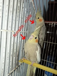 Couple calopsitte+ cage 