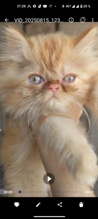 Chaton persan chinchilla 
