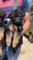 chien-top-chiot-berger-allemand-bouzareah-alger-algerie