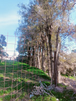 terrain-agricole-vente-tipaza-fouka-algerie