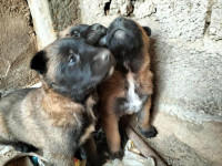 chien-chiot-malinois-tamzoura-ain-temouchent-algerie