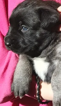 Chienne Rednose 