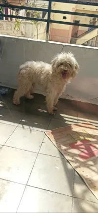 Caniche 