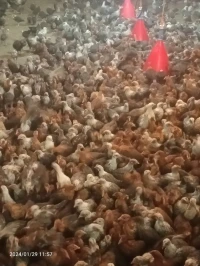 الجزائر 