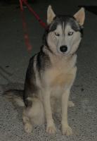 chien-husky-5-mois-ain-benian-alger-algerie