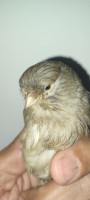 oiseau-gloster-femelle-baraki-alger-algerie