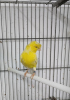 عصفور-des-canaries-porteur-yeux-rouge-براقي-الجزائر