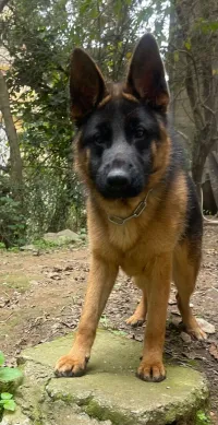Berger allemand 