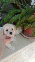 chien-chiot-bichon-bouinan-blida-algerie