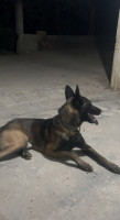 chien-malinois-charbonne-cheraga-alger-algerie