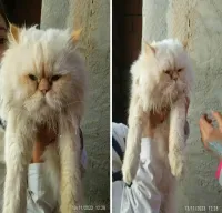 Chat persan 