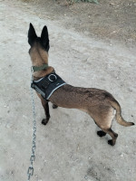 chien-malinois-femelle-chlef-algerie