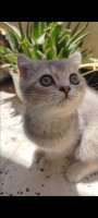 chat-femelle-british-shorthair-blue-golden-2-mois-et-demi-sour-el-ghouzlane-bouira-algerie