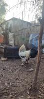 animaux-دجاج-براهمة-و-بيض-birtouta-alger-algerie