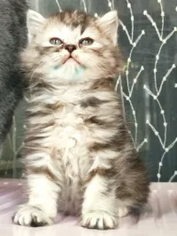 Person chilchila برسون شيشيلا 