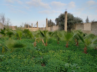 terrain-vente-blida-chebli-algerie