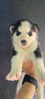 chien-bebe-husky-siberien-alger-centre-algerie