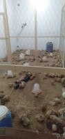 farm-animals-طائر-السمان-djelfa-algeria
