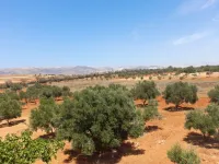 Vente Terrain Agricole Mostaganem Ain boudinar