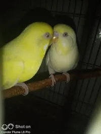Couple perruche lutino déjà reproduit 