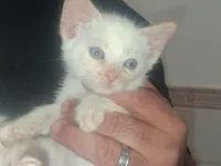 Chats Angora et Siamois 2 mois mâles et femelles 