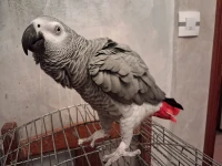 Gabonai 8 ans dressé et parleur