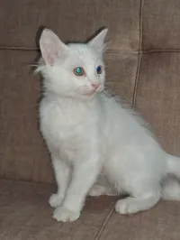 Chat Angora turc Femelle 3 mois 