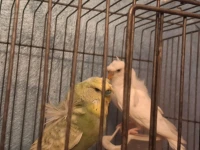 Couples Perruches Hogomoros adultes avec cage en plein accouplement 
