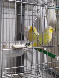 Canari Gloster blanc et jeune