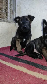 femelle malinois