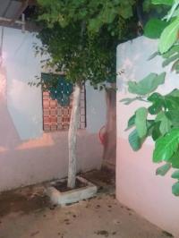 محل-بيع-باتنة-الجزائر