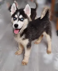 Husky AKUTY