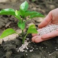 بيئة-محيط-je-travaille-comme-ouvrier-polyvalent-chauffeur-et-jardinier-abattage-darbres-desherbage-nettoyage-des-jardins-a-domicile-الأبيار-الجزائر