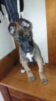 chien-malinois-masque-noir-tizi-ouzou-algerie