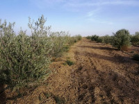 terrain-vente-biskra-ain-naga-algerie