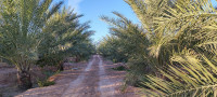 terrain-agricole-vente-biskra-tolga-algerie