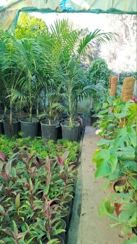 تنظيف-و-بستنة-jardinage-بئر-توتة-الجزائر