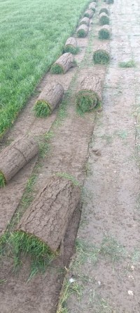 تنظيف-و-بستنة-gazon-natural-بوفاريك-البليدة-الجزائر
