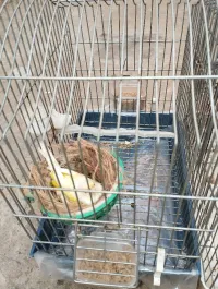 Canari, jesp M +ordinaire F (couple) 