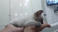 Chaton siamoise femelle adorable