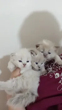 Chaton shirazzi 