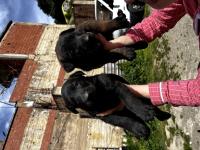 كلب-chiots-malinois-واسيف-تيزي-وزو-الجزائر