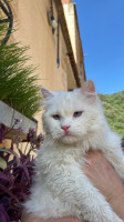 chat-pour-adoption-male-shirazzi-sourde-age-1-ans-tizi-ouzou-algerie