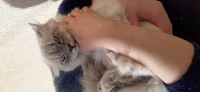 Chat male 
