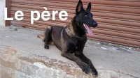 Malinois charbonner 