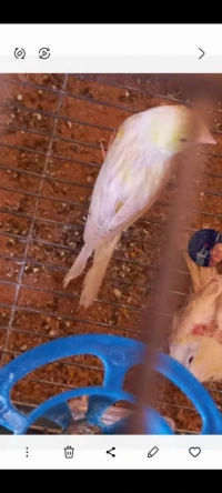 Canari satini