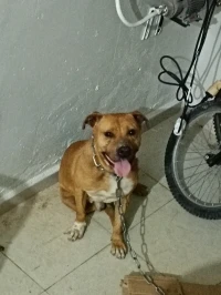 Pitbull red nose 