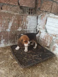 Couple beagle 