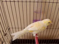 Canaris femelle 