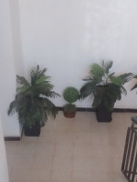 appartement-vente-f3-alger-el-achour-algerie